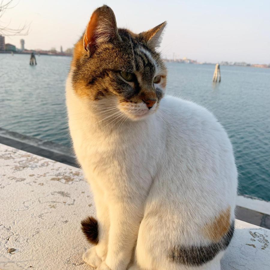 Sepa Chioggia Calle Moretti 外观 照片